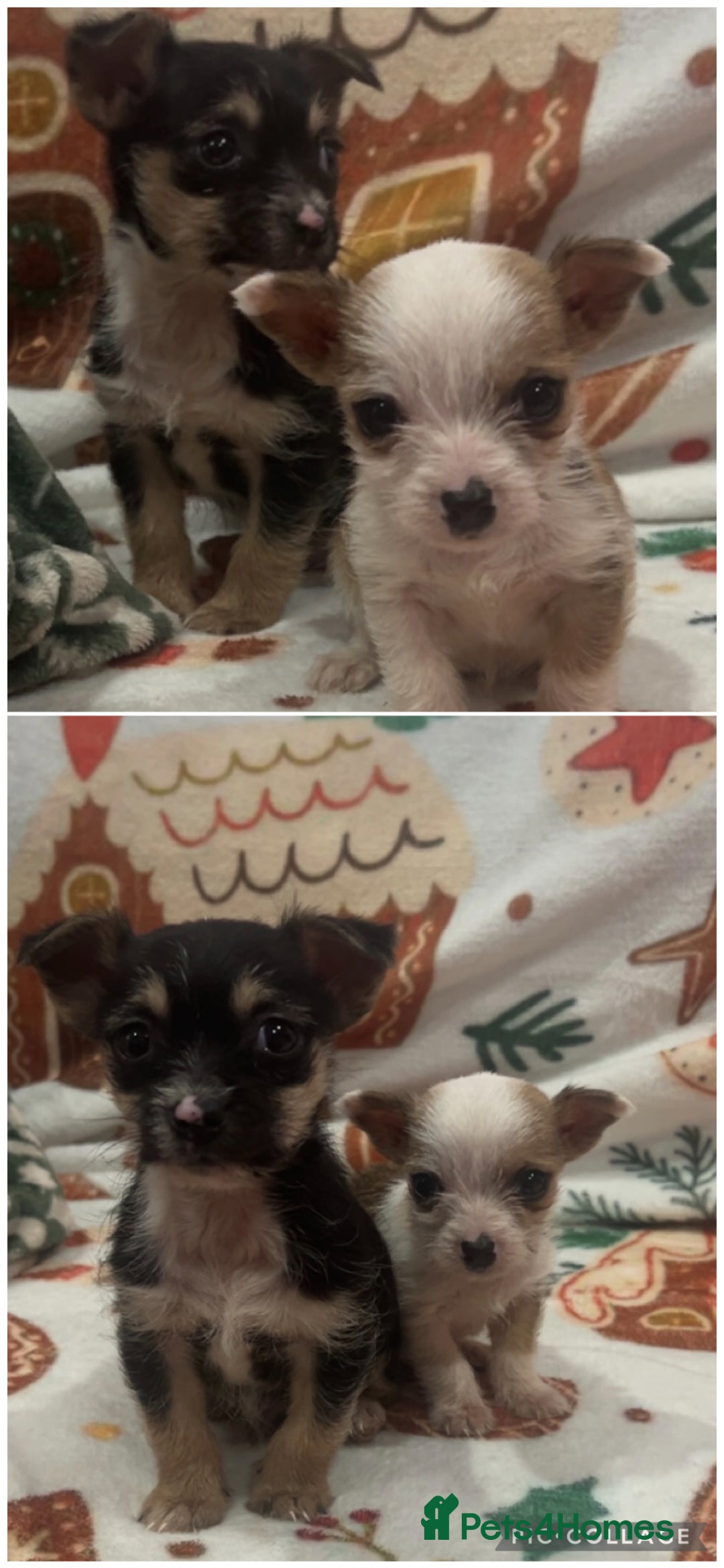 Chihuahua dogs for sale: Chihuahua puppies  - Advert 5