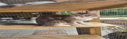 Maine Coon cats for sale: GCCF female maine coon - Advert 11