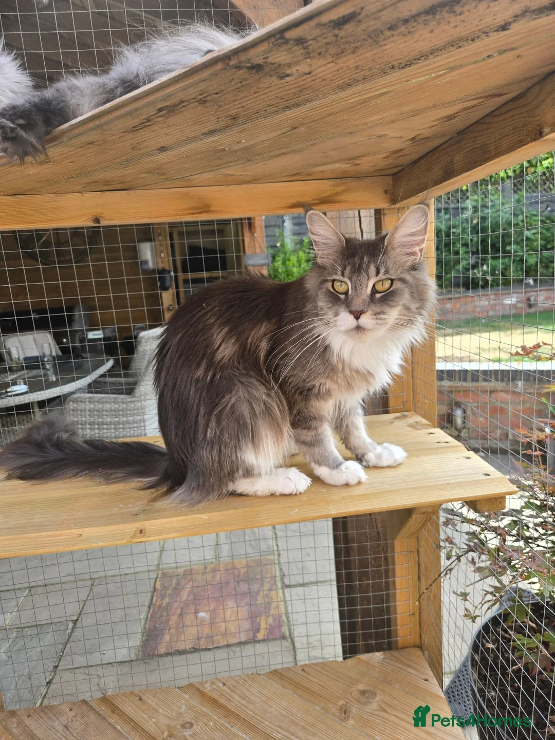 Maine Coon cats for sale: GCCF female maine coon - Advert 11
