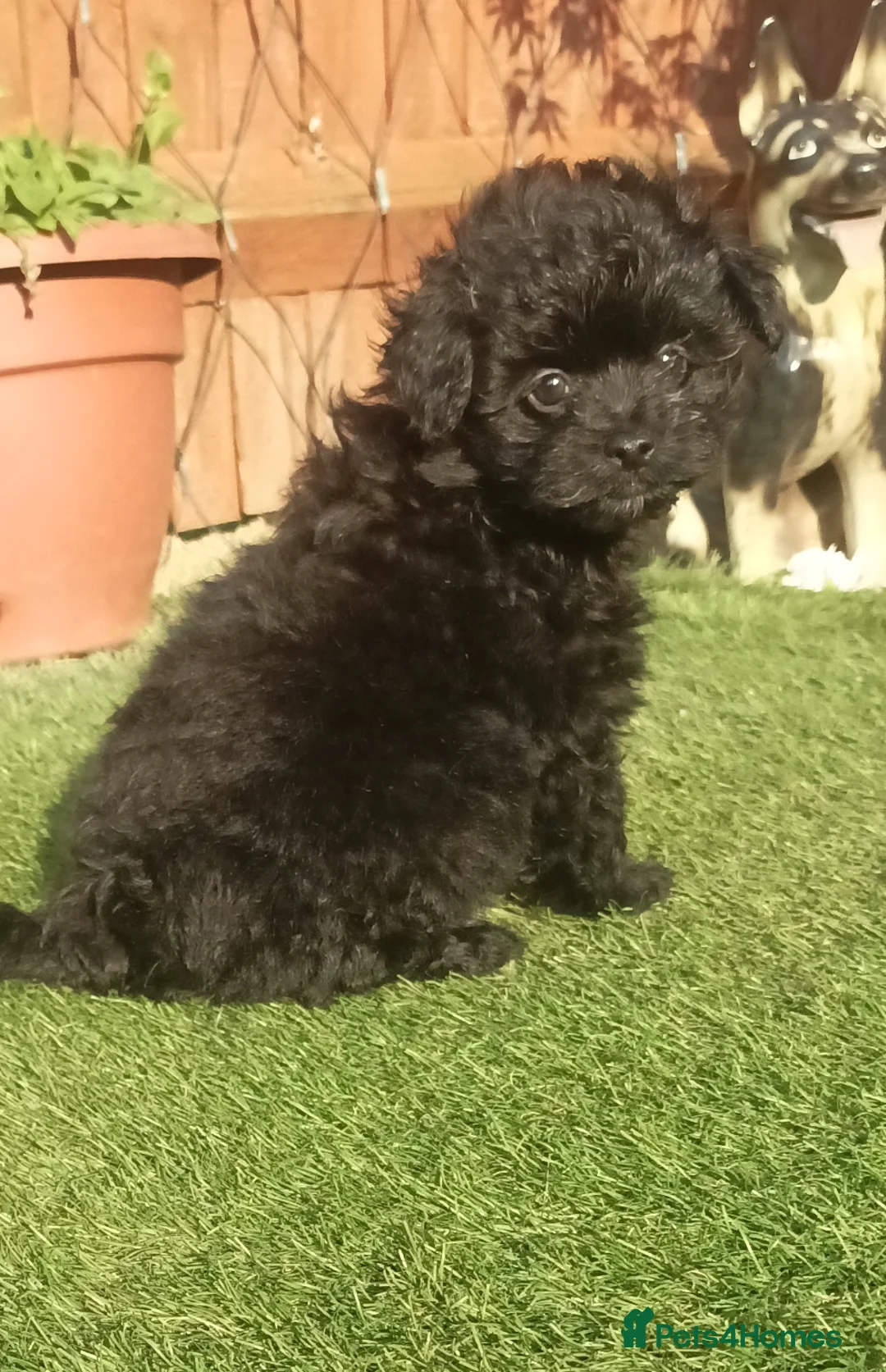 Pomapoo dogs for sale: Adorable pomapoo puppies. - Advert 10