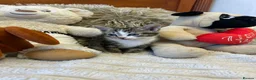 Mixed Breed cats for sale: 🩷Cross Maine Coone Kittens🩷 - Advert 26