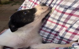 Border Collie dogs for sale: Pure border collies ready now  - Image 19