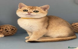 British Shorthair cats for sale: 🫶GCCF - NY12 Golden British Shorthair kittens 🫶 - Image 5