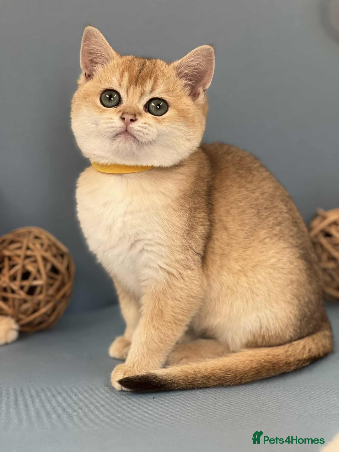 British Shorthair cats for sale: 🫶GCCF - NY12 Golden British Shorthair kittens 🫶 - Image 5