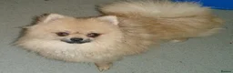 Pomeranian dogs for sale: Pomeranian puppies ready now - Advert 27