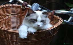 Ragdoll cats for sale: Beautiful Ragdoll Kittens (GCCF)TICA Reg. - Image 16