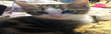Domestic Shorthair 5