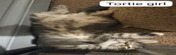 Maine Coon cats for sale: 🌟 1 Stunning Torbie girl left 🌟 TICA reg'd🌟 - Advert 38