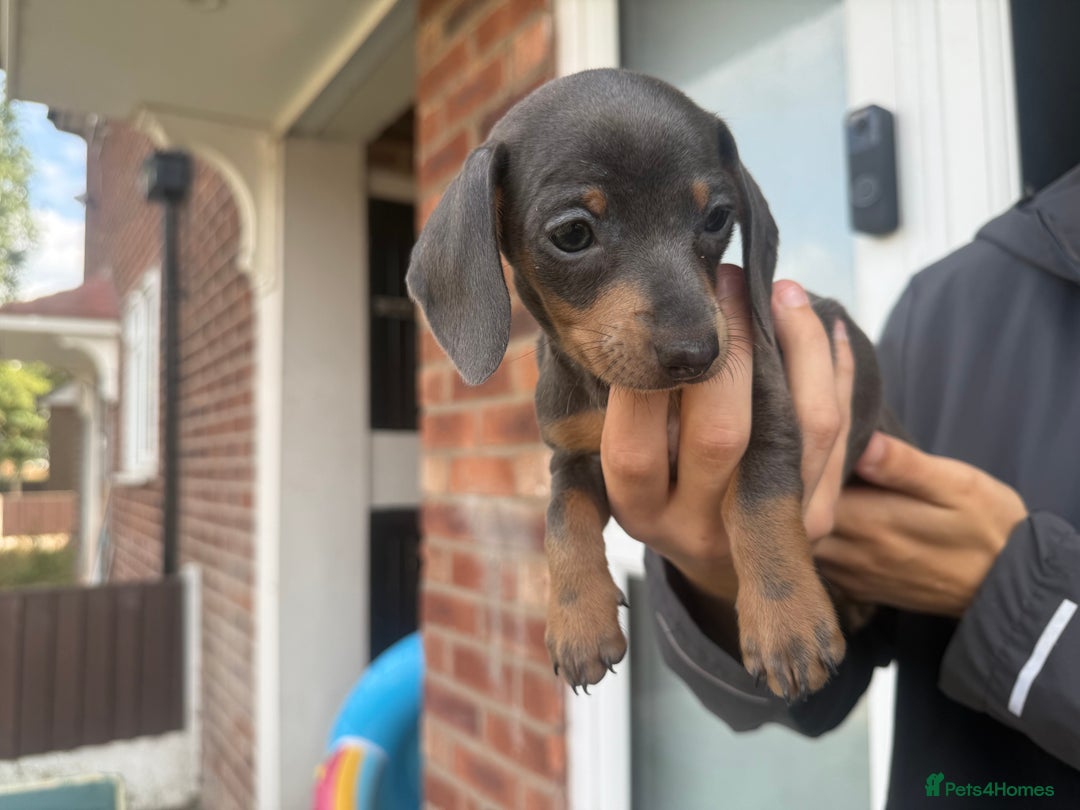 Miniature Dachshund dogs for sale: Tiny Blue and tan miniture daschound  - Image 3