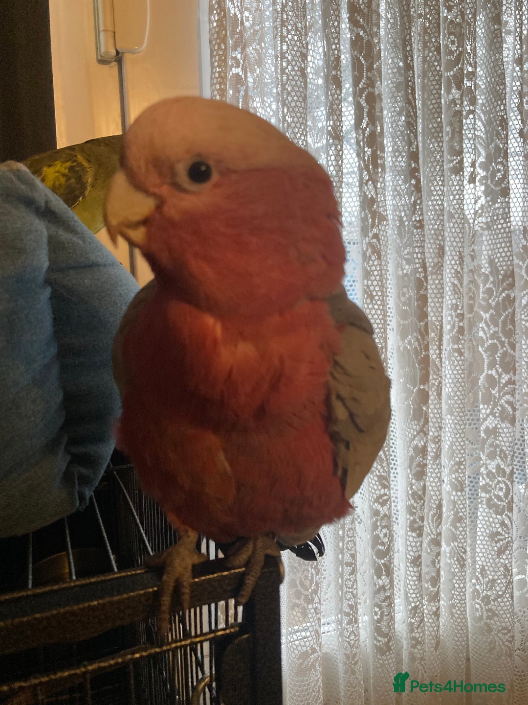 Cockatoo birds for sale: Male Galah cockatoo with cage - Advert 8