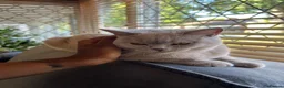 British Shorthair cats for sale: Fawn British short hair kitten for sale  - Advert 4