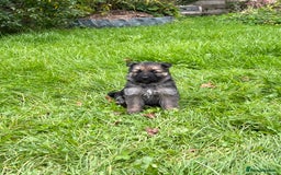German Shepherd dogs for sale: Outstanding long coat German shepherd puppies  - Image 19
