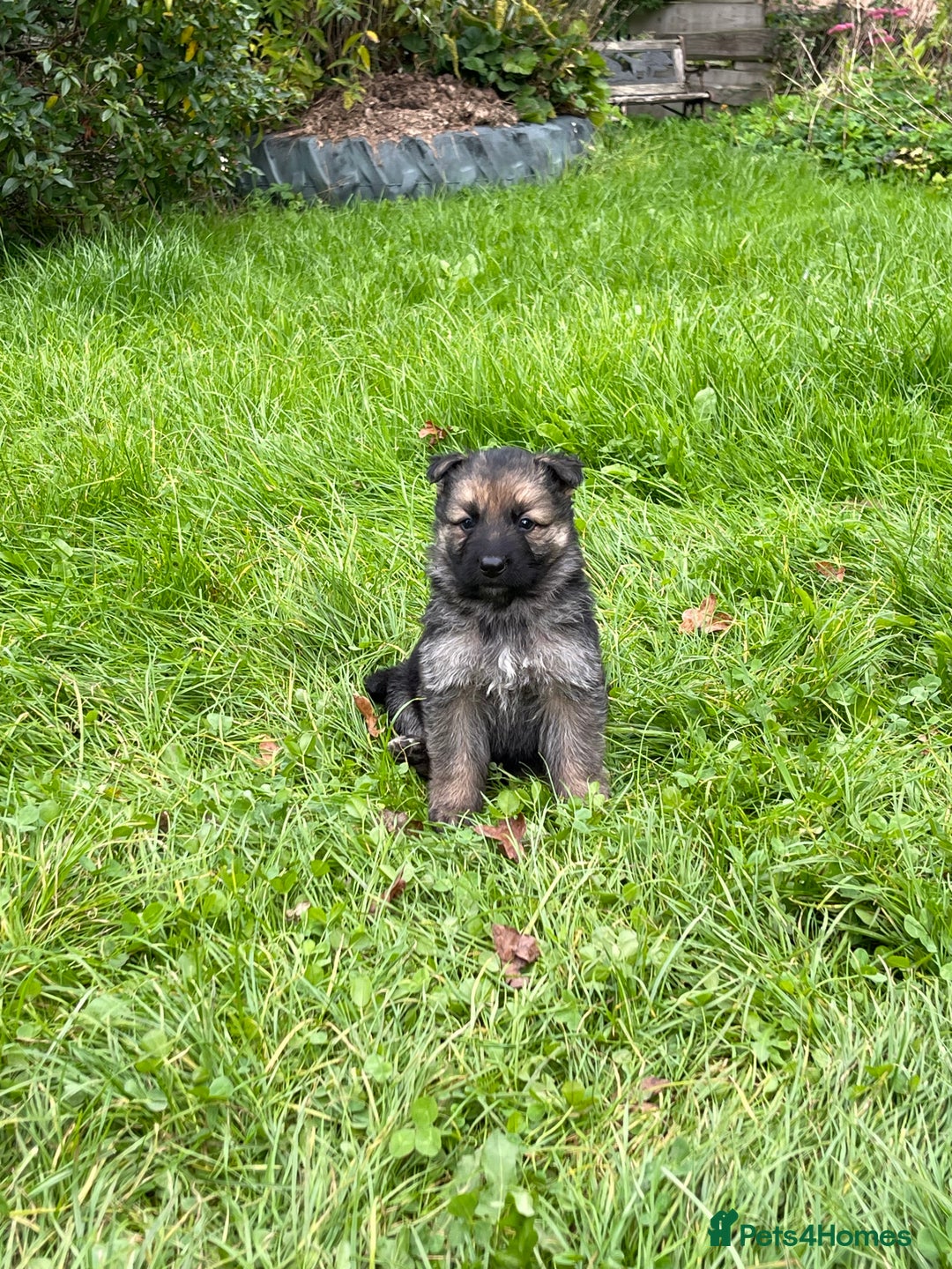 German Shepherd dogs for sale: Outstanding long coat German shepherd puppies  - Image 19