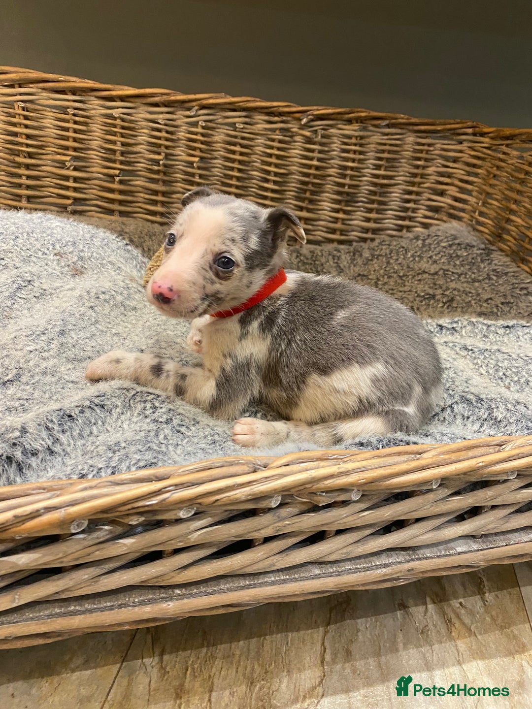 Mixed Breed dogs for sale: Beautiful merle whippet x collie puppies  - Advert 23