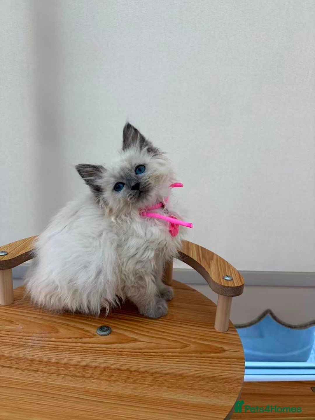 Ragdoll cats for sale: 8 purebred Ragdoll cats - Advert 10