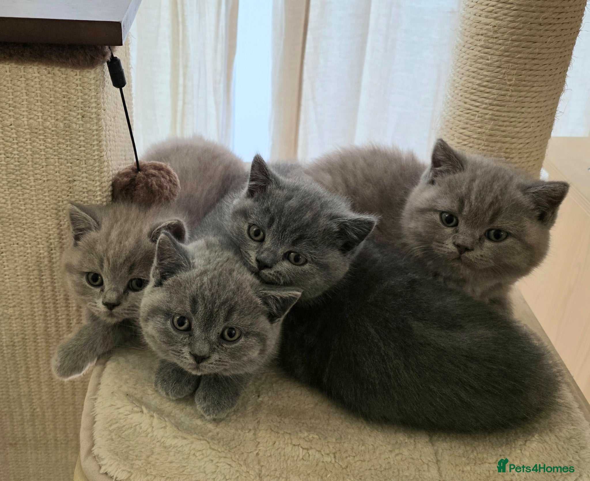 British Shorthair cats BRITISH SHORTHAIR KITTENS READY 1ST OF MAY 2026 - Advert 1