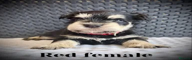Miniature Schnauzer 7