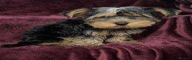 Yorkshire Terrier Puppy 1