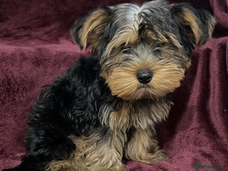 Yorkshire Terrier dogs Gorgeous little Yorkshire Terrier puppy - Advert 1