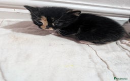 Mixed Breed cats for sale: Kittens for sale - Image 7