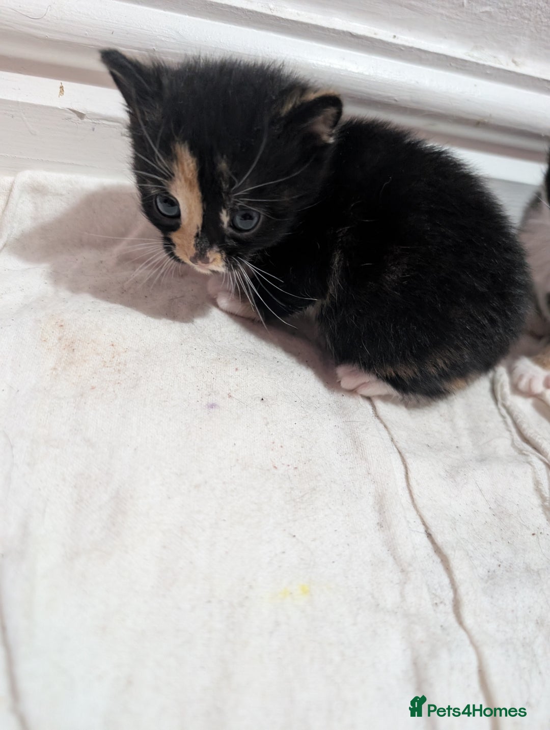 Mixed Breed cats for sale: Kittens for sale - Image 7
