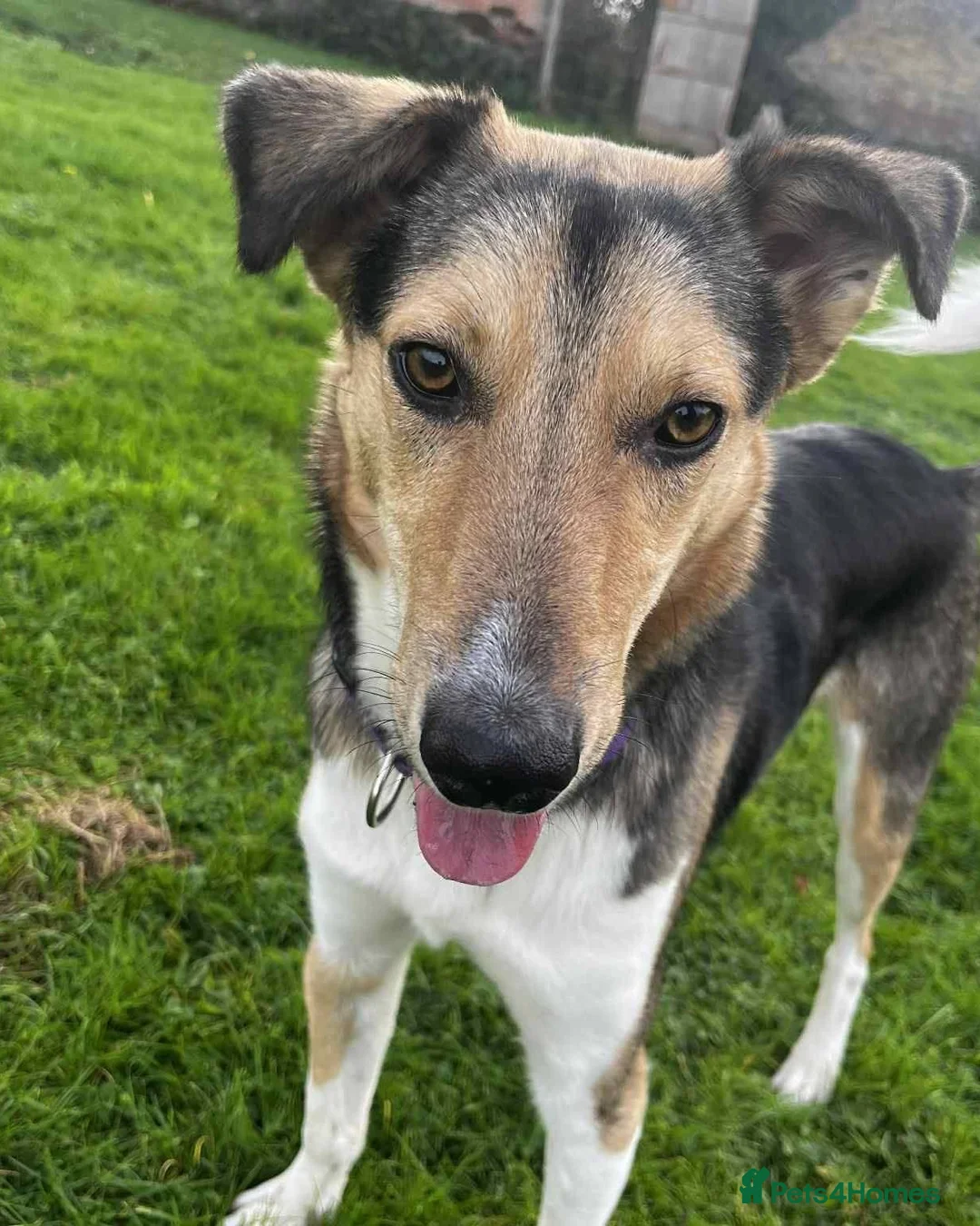 Mixed Breed dogs for adoption: 💛 Toby – Gentle & Sensitive Young Boy  in Barry - Advert 2