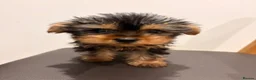 Yorkshire Terrier dogs for sale: Yorkshire Terrier BOY ONLY - Advert 3