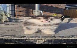 Pomsky dogs for sale: Pomsky puppies very small toy size F3  - Image 14