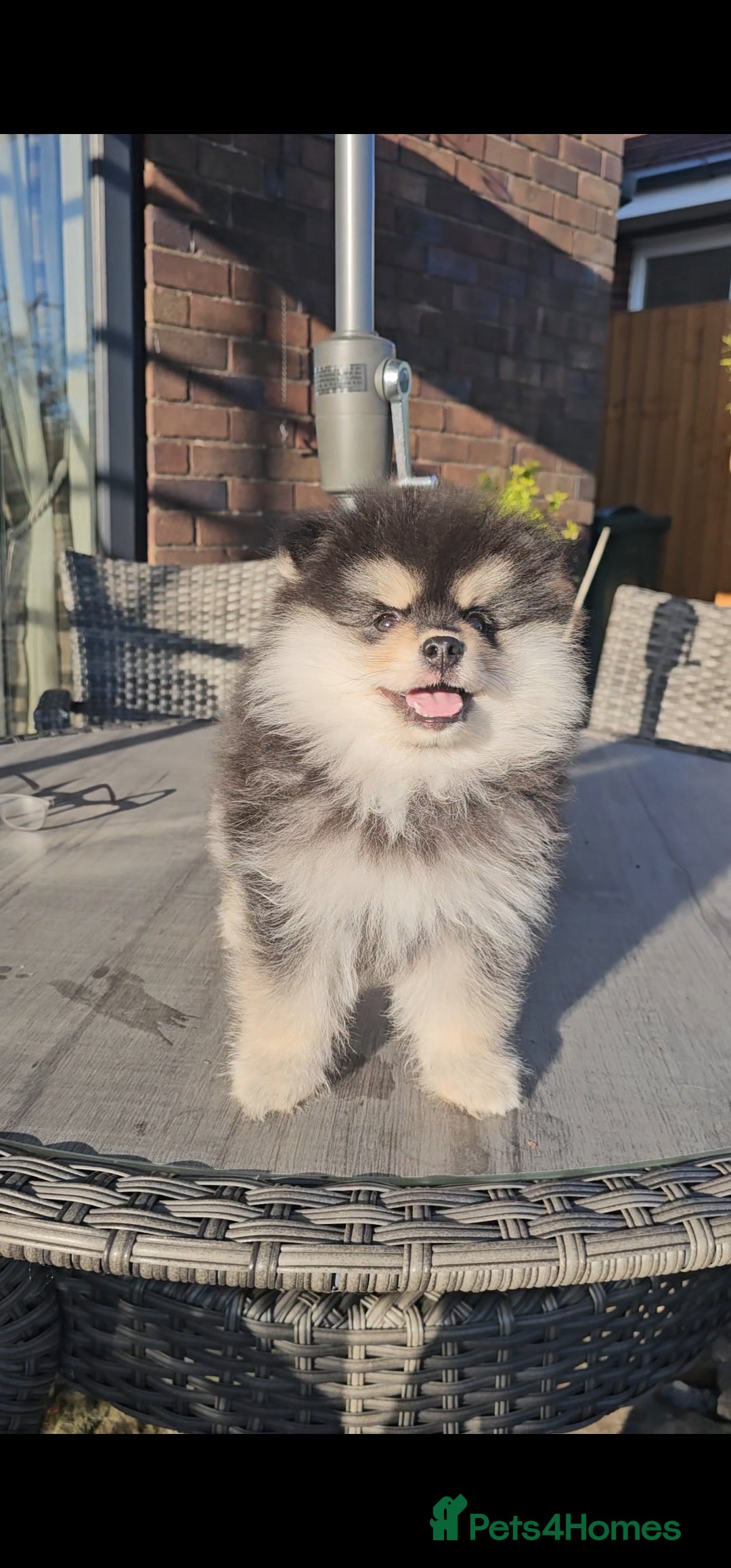 Pomsky dogs for sale: Pomsky puppies very small toy size F3  - Image 14