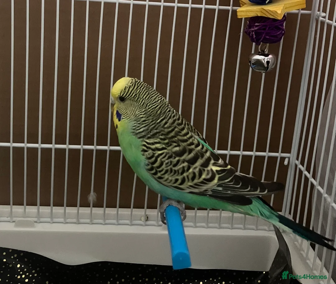 Budgerigars birds for sale: Pair of budgies and cage - Advert 3