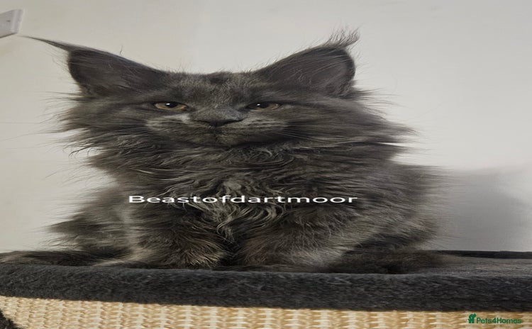 Maine Coon cats - Advert 3