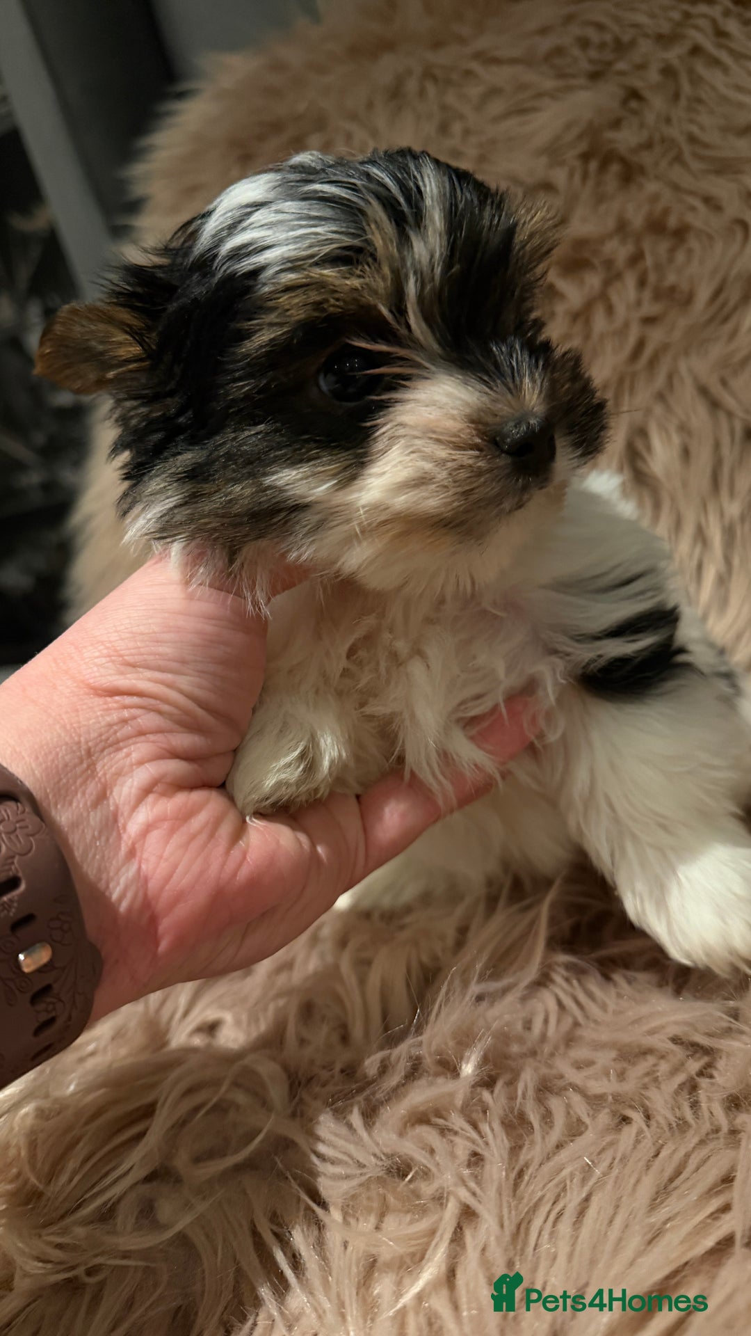 Biewer Terrier dogs for sale: Beautiful boys Biewer ready now  - Advert 6
