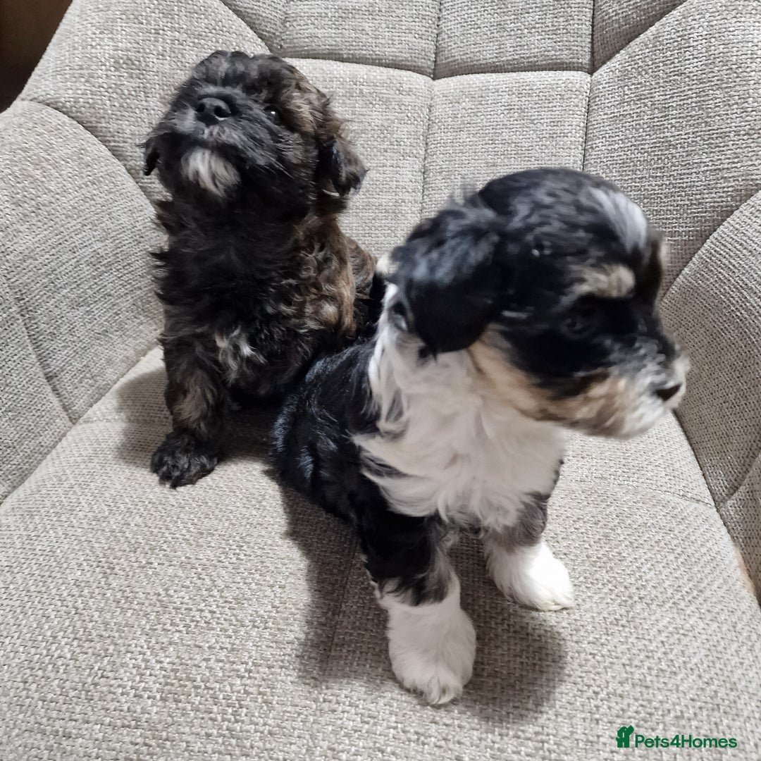Havanese dogs for sale: Adorable Havanese  - Advert 3