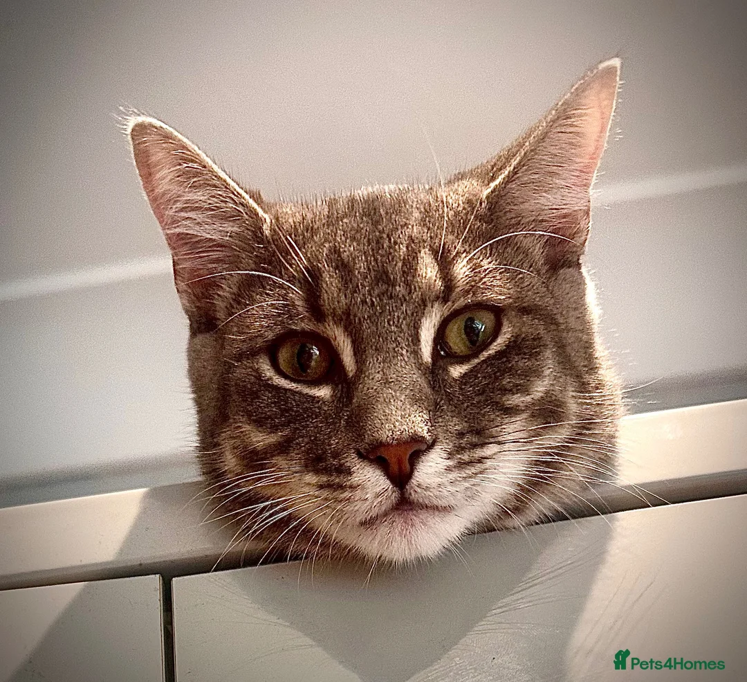 Mixed Breed cats for sale: Maine Coon X Russian Blue in Rotherham - Advert 1