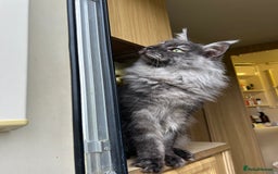 Maine Coon cats for sale: Maine coon  - Image 4