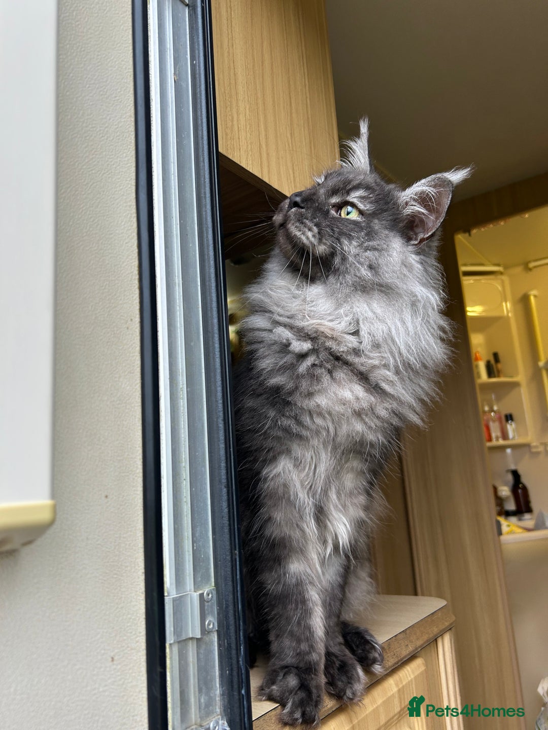 Maine Coon cats for sale: Maine coon  - Image 4