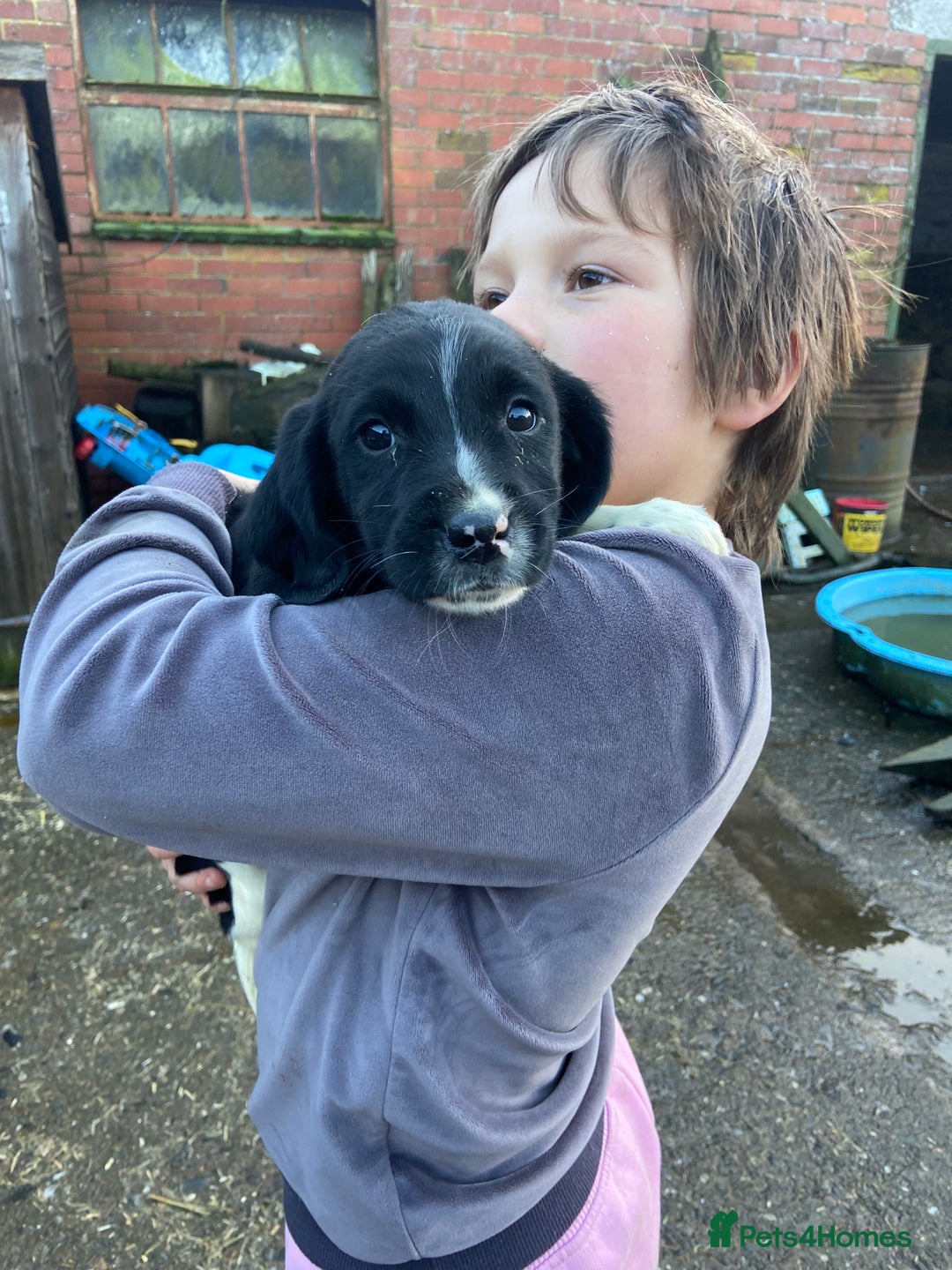 English Springer Spaniel dogs for sale: 2 springer puppies for sale  - Advert 1