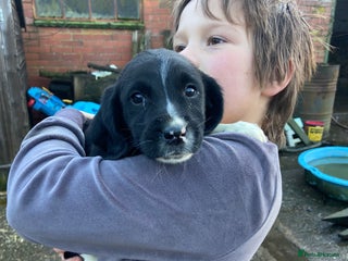 English Springer Spaniel dogs 2 springer puppies for sale - Advert 1