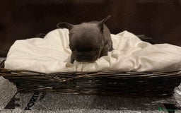 French Bulldog dogs for sale: 7 beautiful French bulldog puppies for sale - Image 11