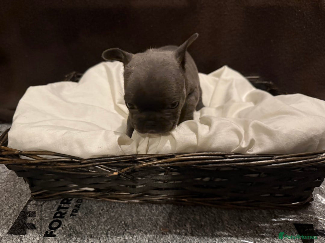 French Bulldog dogs for sale: 7 beautiful French bulldog puppies for sale - Image 11