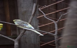 Budgerigars birds for sale: Aviary Bred Budgie Chicks 12 Weeks - Image 3