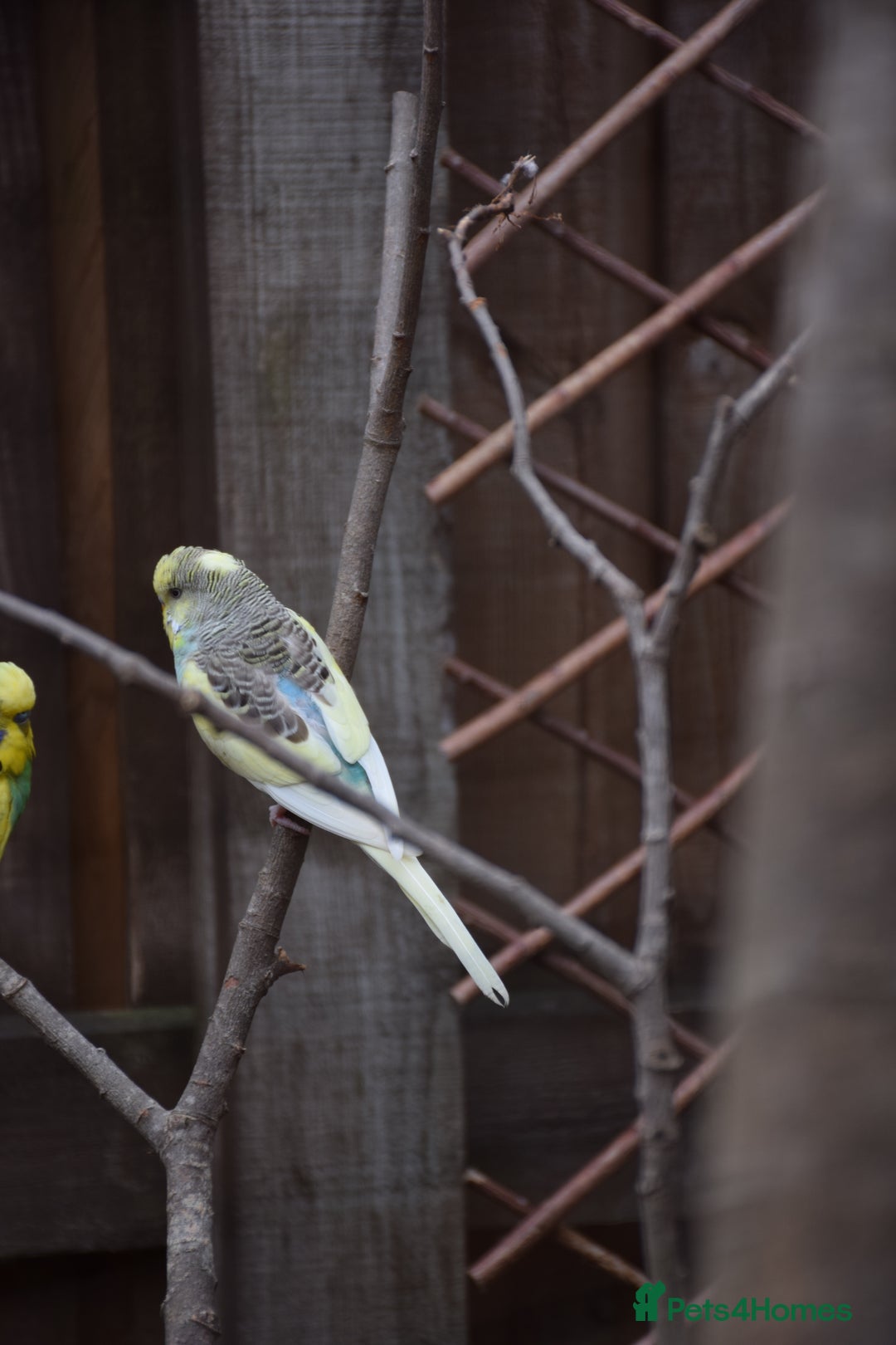 Budgerigars birds for sale: Aviary Bred Budgie Chicks 12 Weeks - Image 3