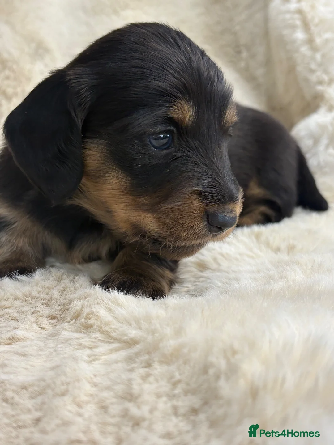 Miniature Dachshund dogs for sale: Stunning mini long haired dachshund puppies - Advert 17