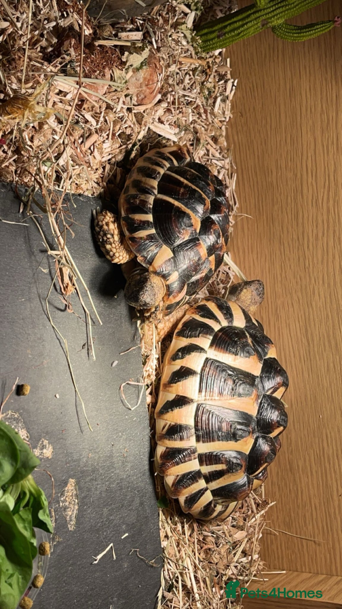Hermann Tortoise reptiles 2 Hermann tortoises  - Advert 10