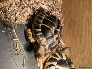 Hermann Tortoise reptiles 2 Hermann tortoises - Advert 16