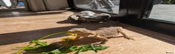 Bearded Dragon reptiles for sale: Bearded dragon - 1 year old - Advert 3