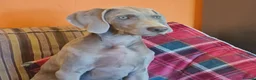 Weimaraner dogs for sale: Weimaraner KC REGISTERED 1yr Girl.  - Advert 15