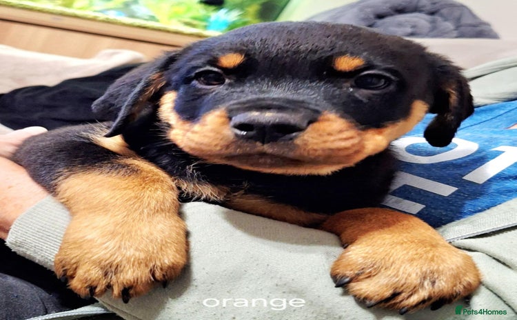 Rottweiler dogs - Advert 3