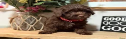 Jackapoo dogs for sale: *** Stunning Jackapoos Ready Now - Advert 11