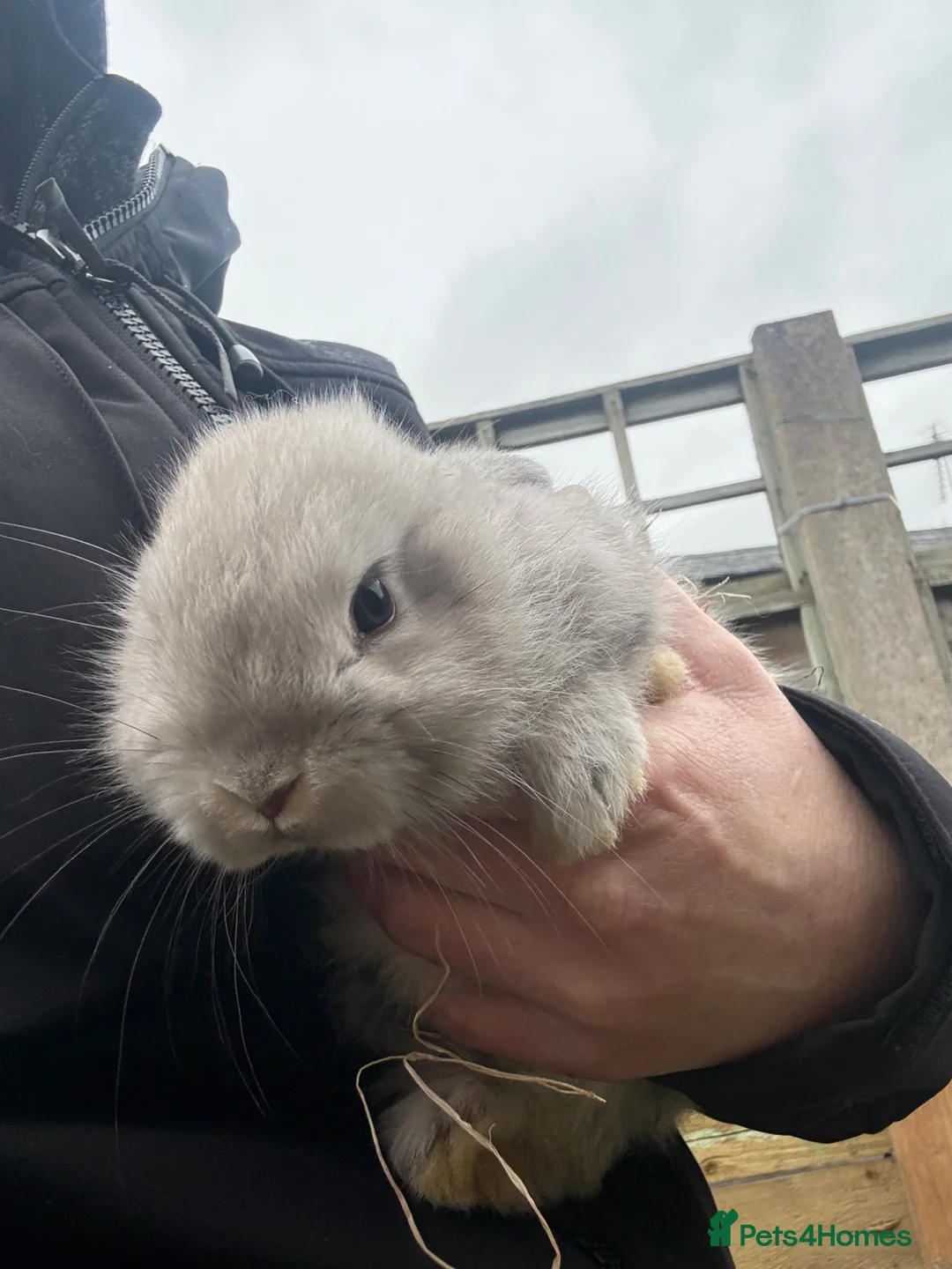 Mixed Breed rabbits for sale: Baby rabbits - Advert 20